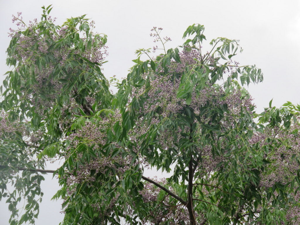 Cinamomo - Melia Azedarach