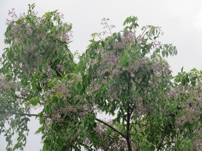 Cinamomo - Melia Azedarach