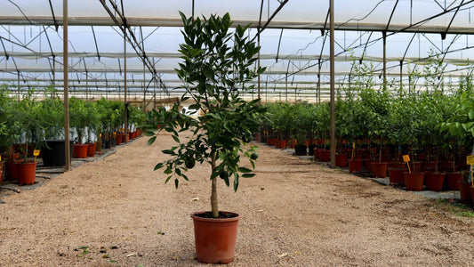 Lima Kaffir - Citrus Hystrix