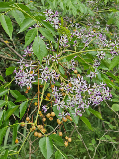 Cinamomo - Melia Azedarach