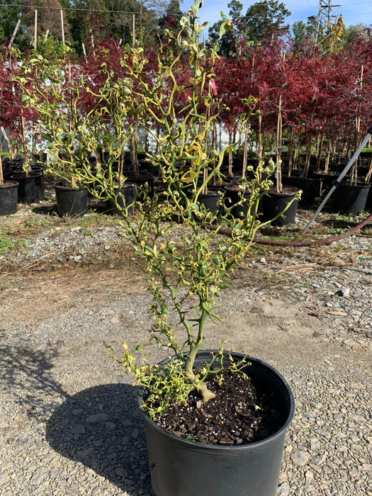 Naranjo Espinoso - Citrus Poncirus Trifoliata Flying Dragon