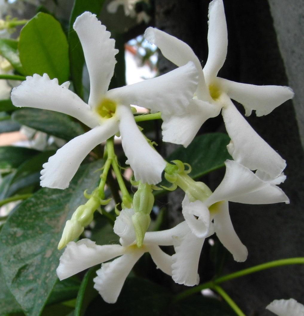 Jazmín Chino Estrellado - Trachelospermum Jasminoides