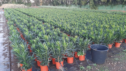 Adelfa - Nerium Oleander