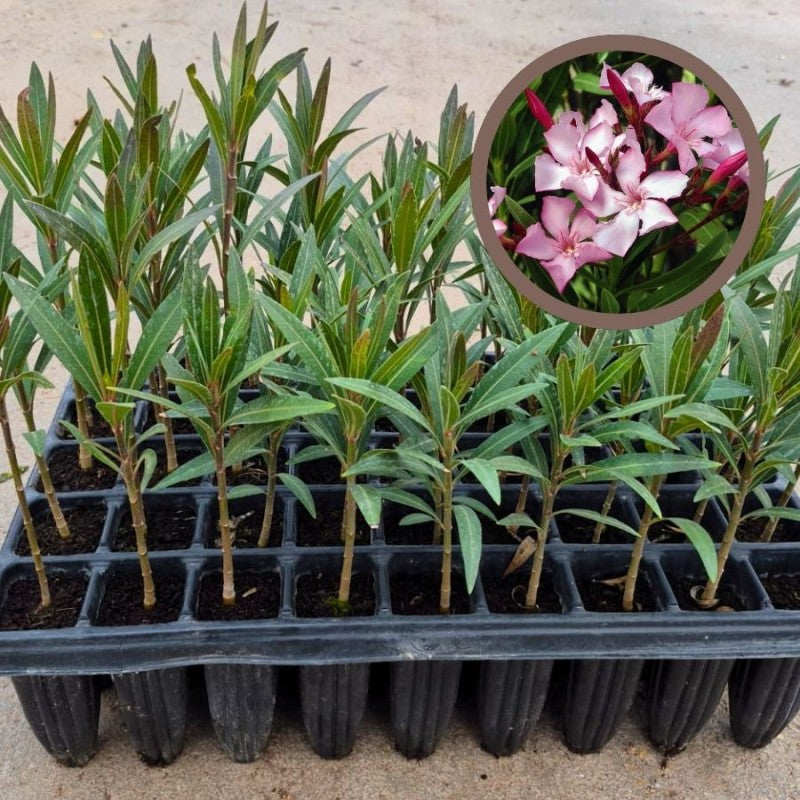 Adelfa - Nerium Oleander