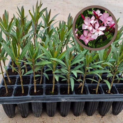 Adelfa - Nerium Oleander