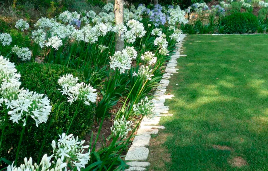 Flor Del Amor - Agapanthus Africanus (10/35CM)