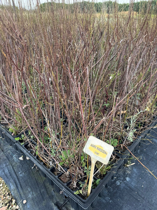 Tamarindo rosa - Tamarix ramosissima