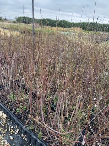 Tamarindo rosa - Tamarix ramosissima