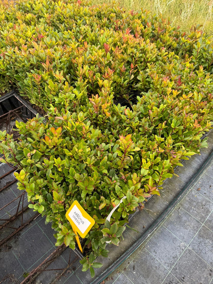 Madroño - Arbutus Unedo (25-40 cm)