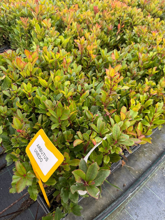 Madroño - Arbutus Unedo (25-40 cm)