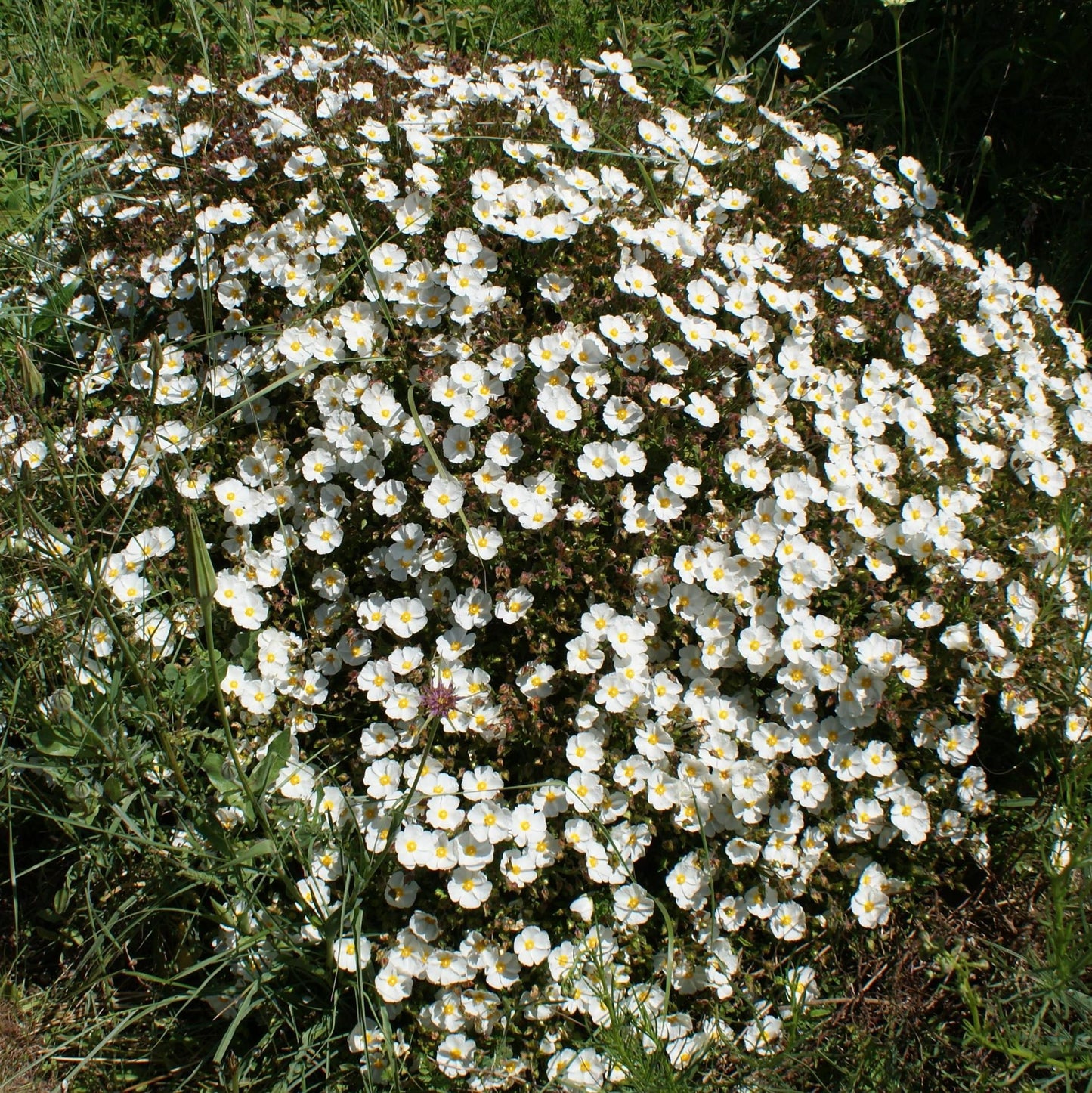 Jara - Cistus florentinus Repens (20-40 Cm)