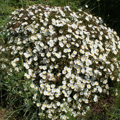 Jara - Cistus florentinus Repens (20-40 Cm)