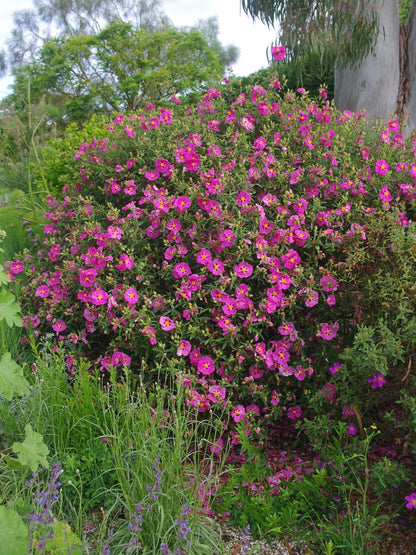 Jara purpúrea - Cistus purpureus (20-40cm)