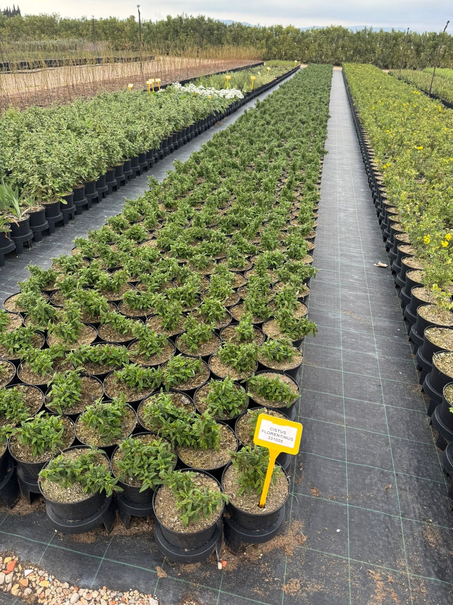 Jara - Cistus florentinus Repens (20-40 Cm)