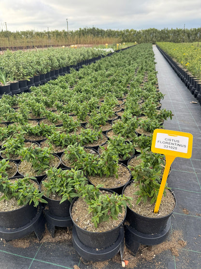 Jara - Cistus florentinus Repens (20-40 Cm)