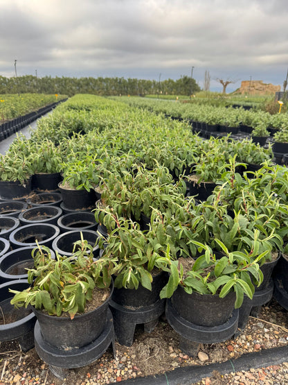 Jara purpúrea - Cistus purpureus (20-40cm)
