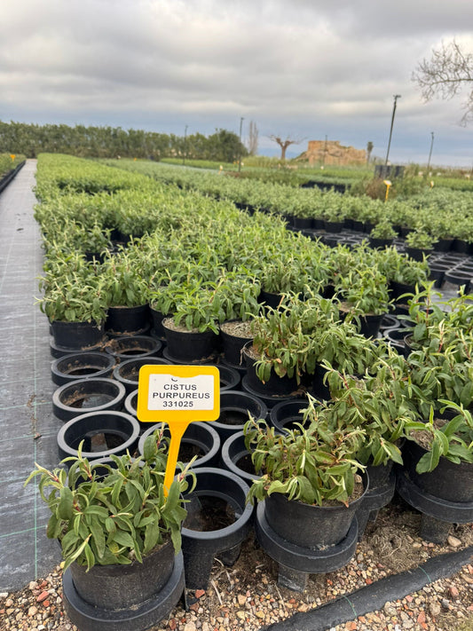 Jara purpúrea - Cistus purpureus (20-40cm)