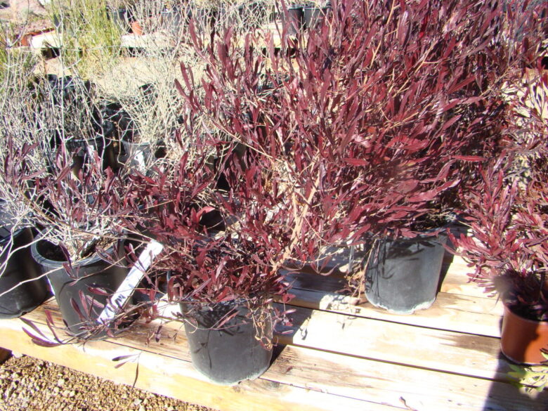 Jarilla Púrpura - Dodonea viscosa purpurea