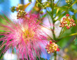 Albizia julibrissin - Albizia