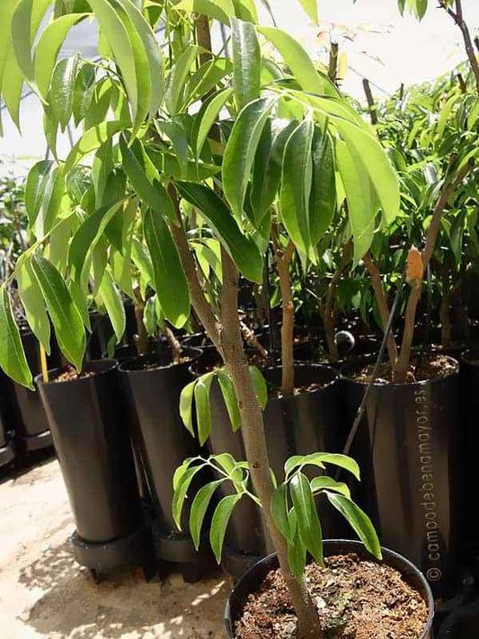 Lichi - Litchi Chinensis (90/110CM)