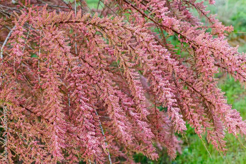 Tamarindo rosa - Tamarix ramosissima