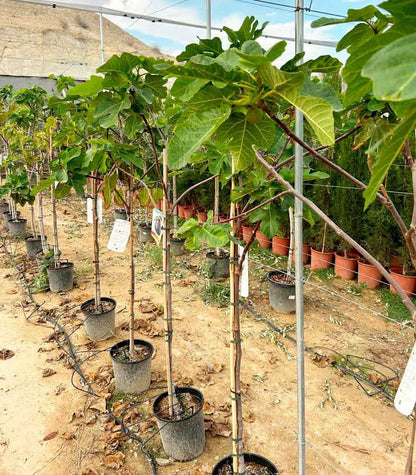 Higuera - Ficus Carica (100/150CM)