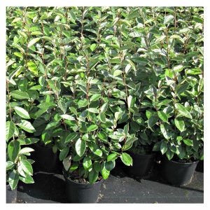 Eleagno - Elaeagnus x Ebbingei Compacta