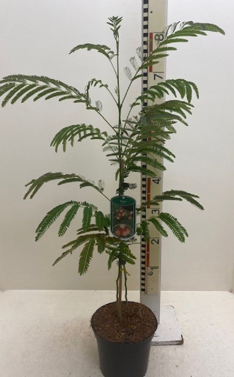 Albizia julibrissin - Albizia