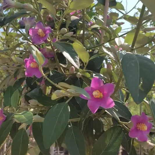 Lagunaria - Lagunaria Patersonii