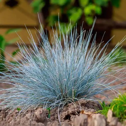 Festuca glauca - Festuca
