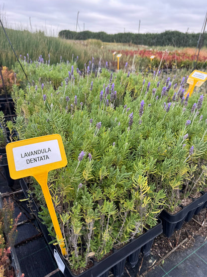 Lavanda - Lavandula dentata (20/40 cm)