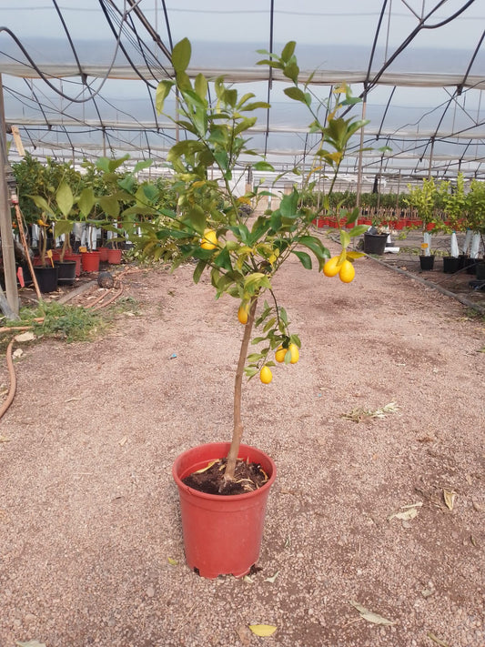Limequat - Citrofortunella Floridana (80/100CM)