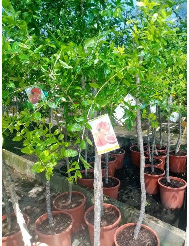 Granado - Punica Granatum