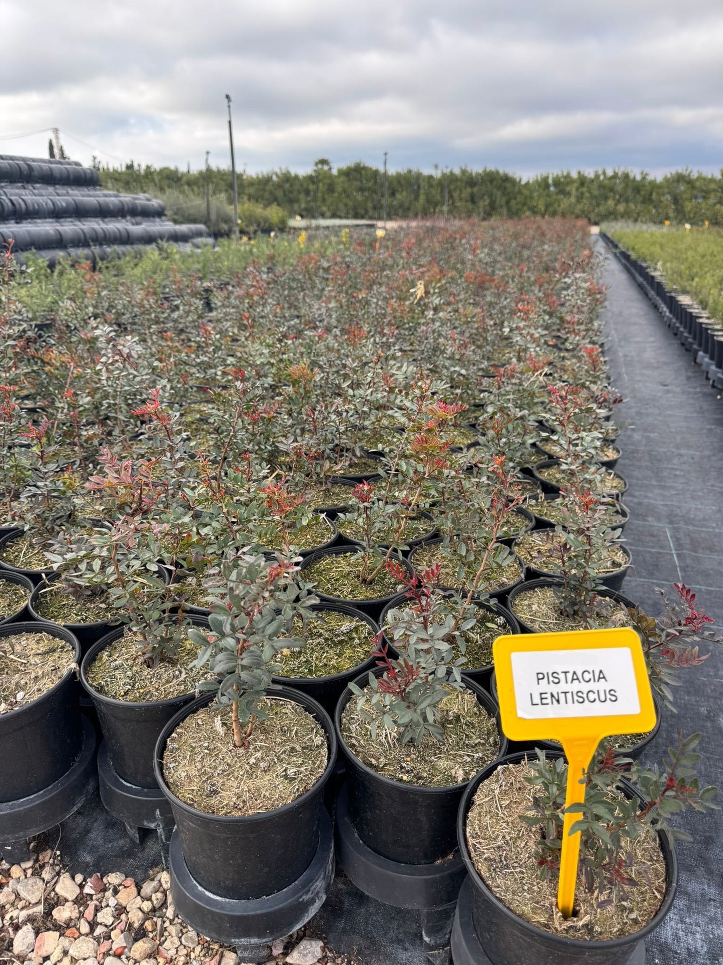 Pistacia - Pistacia Lentiscus