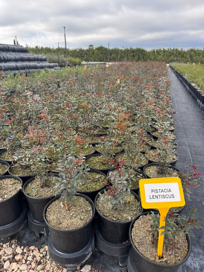 Pistacia - Pistacia Lentiscus