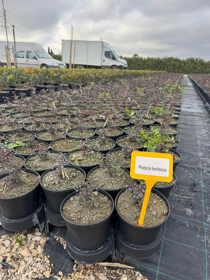 Pistacia - Pistacia Lentiscus