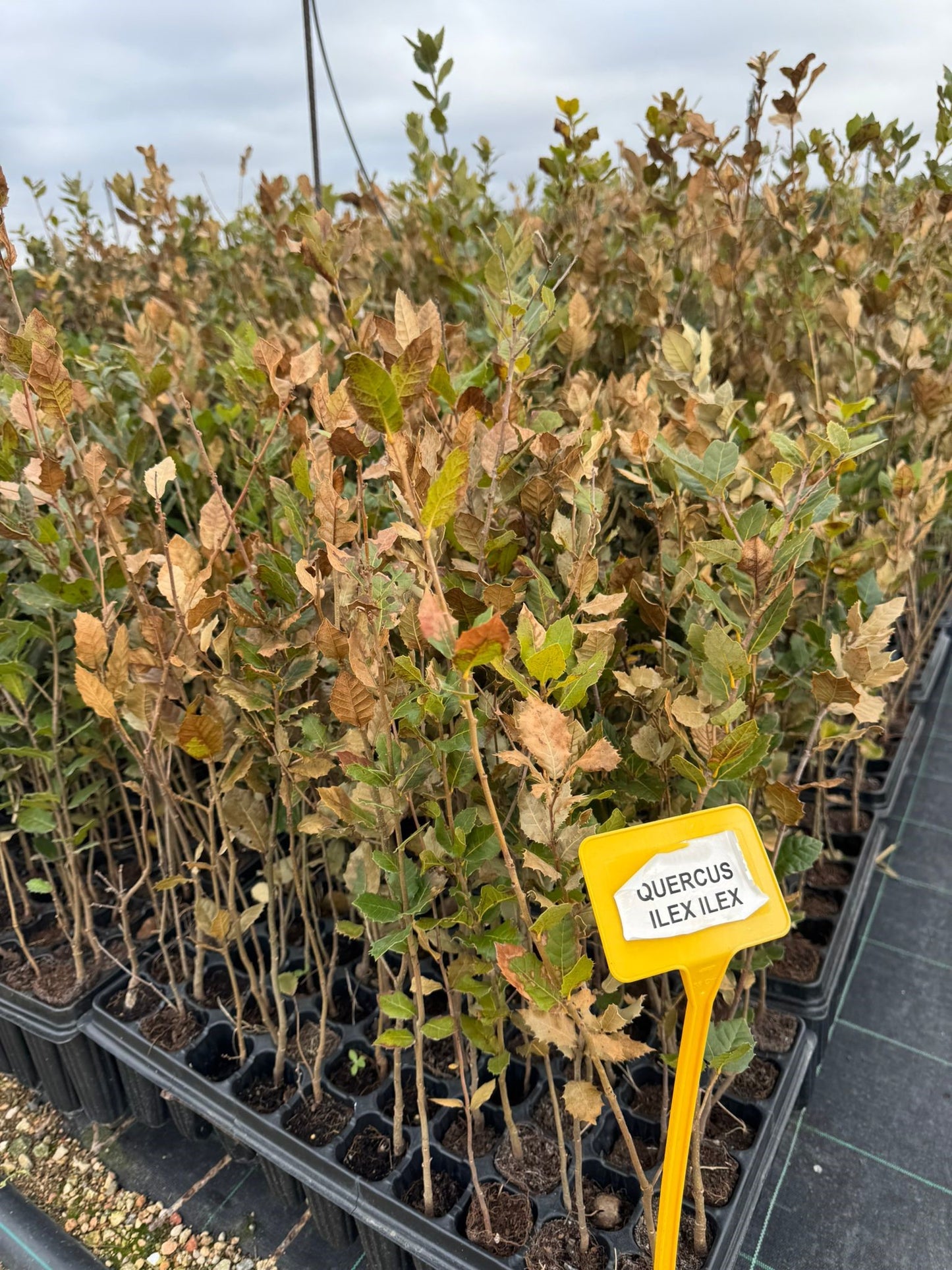 Alzina - Quercus Ilex Encina