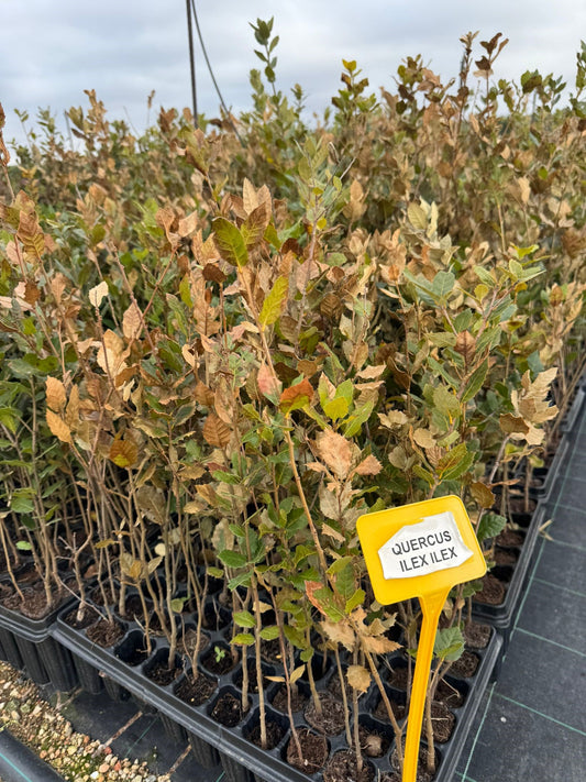 Alzina - Quercus Ilex Encina