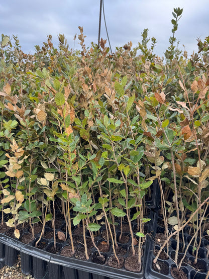 Alzina - Quercus Ilex Encina