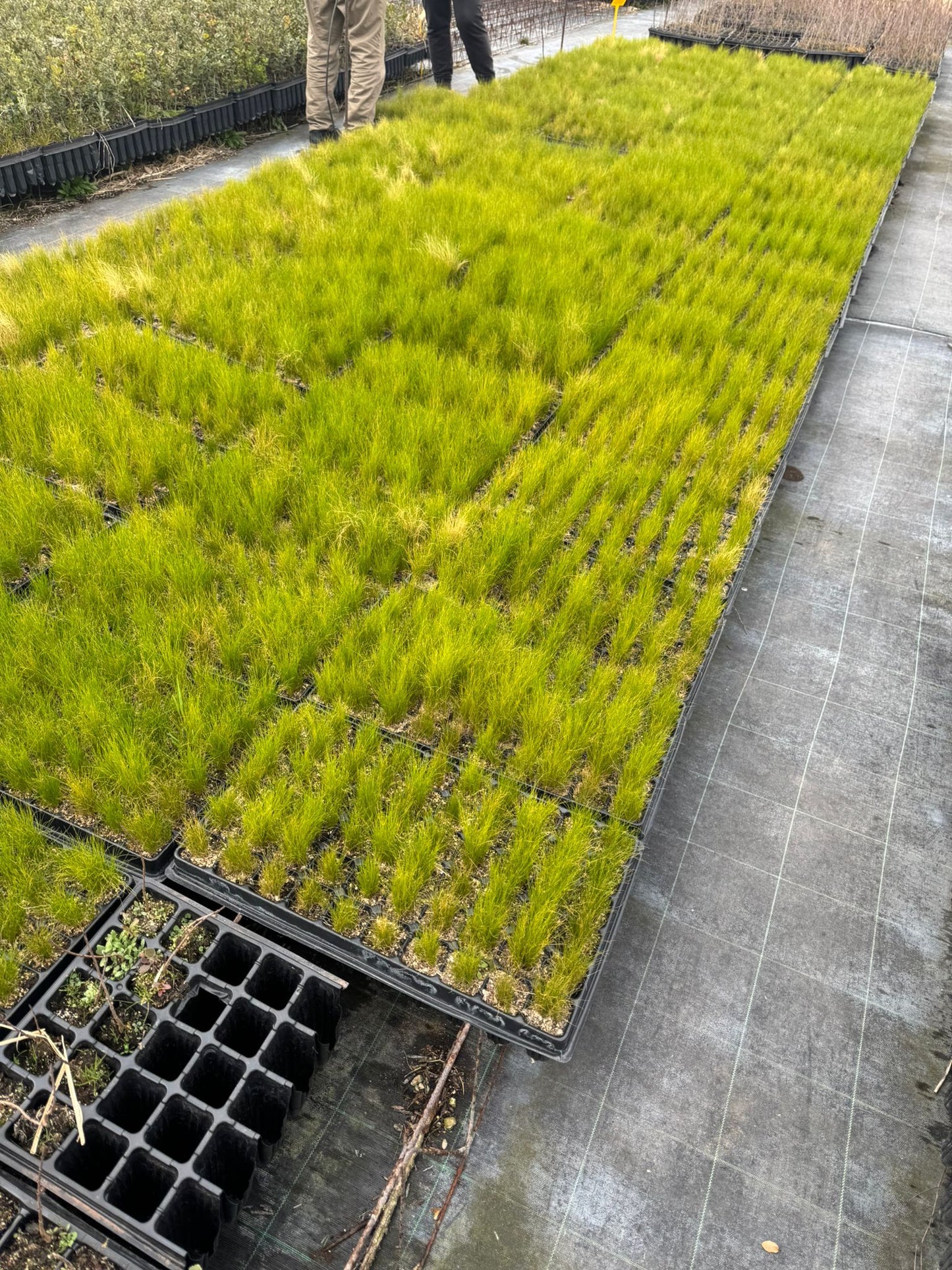 Stipa Tenuissima - Nassella Tenuissima