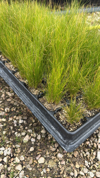 Stipa Tenuissima - Nassella Tenuissima