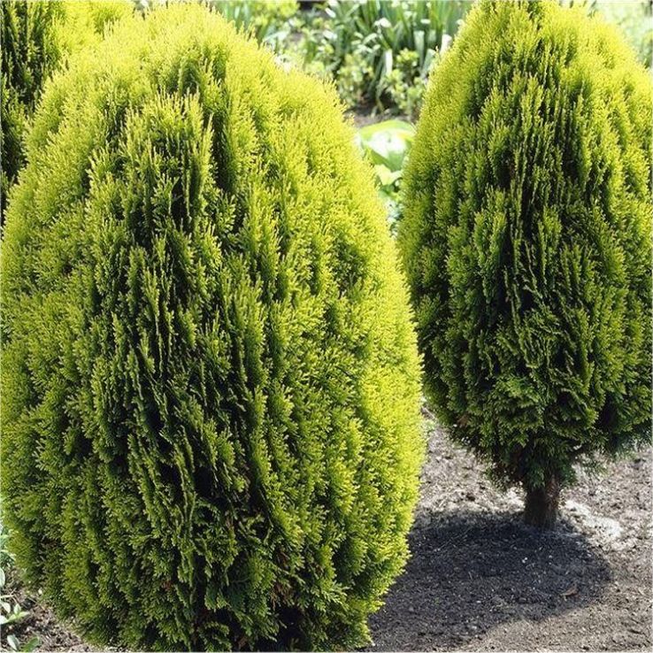 Thuya - Thuja Orientalis