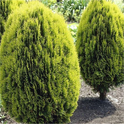 Thuya - Thuja Orientalis