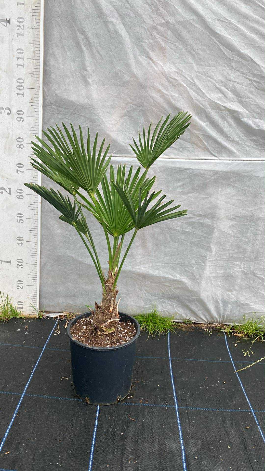 Palmera abanico enana - Chamaerops Wagnerianus