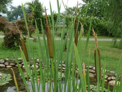 Espadaña - typha latifolia (30 - 40Cm)