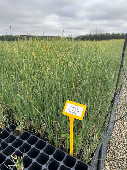 Espadaña - typha latifolia (30 - 40Cm)