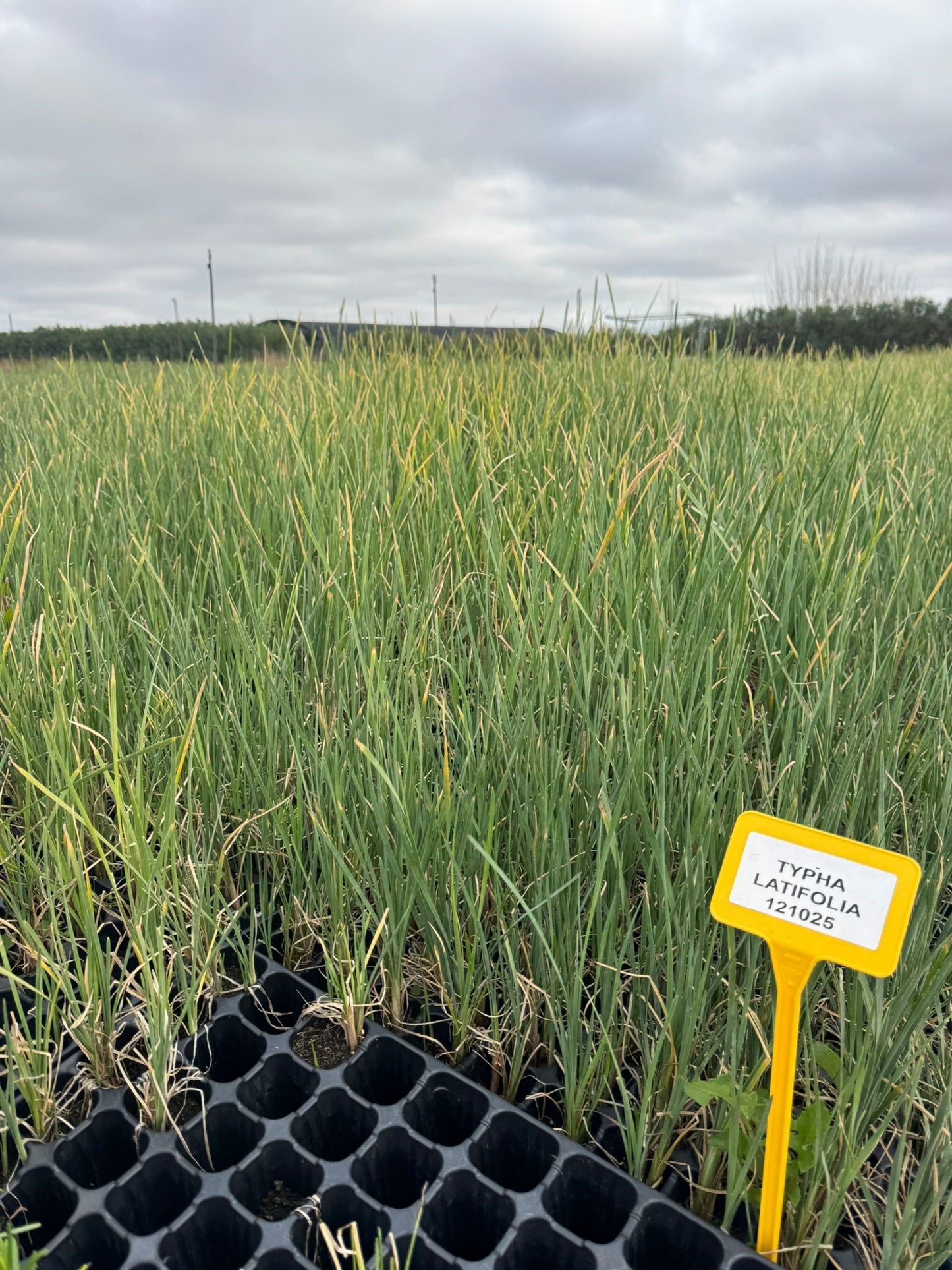 Espadaña - typha latifolia (30 - 40Cm)