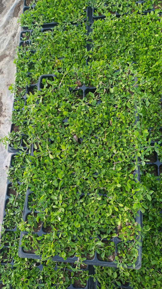 Lippia Nodiflora - Phylla Nodiflora