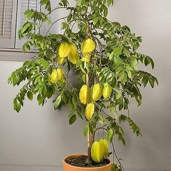 Carambolo - Averrhoa Carambola (90/110CM)