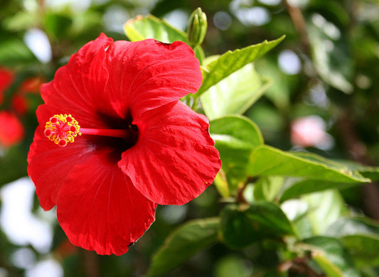 Hibisco - Hibiscus Rosa Sinensis